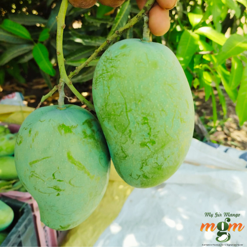 Buy Gir Kesar mango Online in Ahmedabad