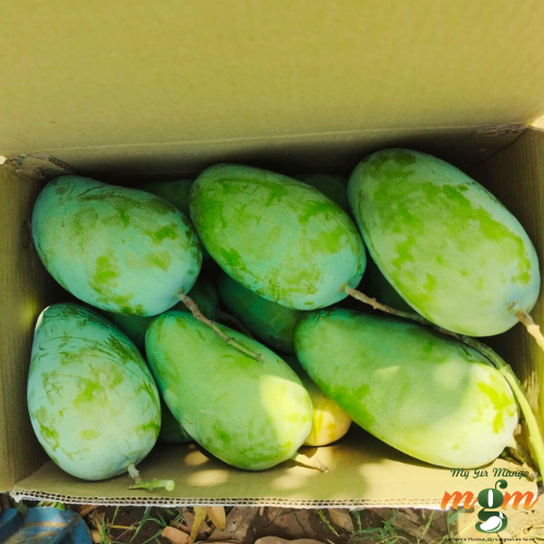 talala gir mango | real test of kesar mango